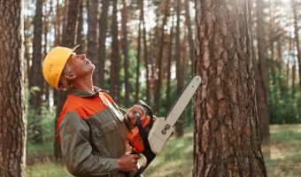 Tree Surgeon